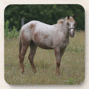 Posavasos Caballo del Appaloosa que se coloca en la hierba