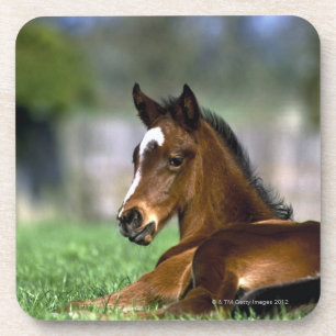 Posavasos Caballo excelente, Irlanda