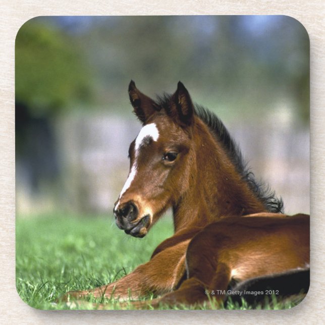 Posavasos Caballo excelente, Irlanda (Frente)