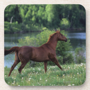 Posavasos Caballo excelente que se coloca en flores
