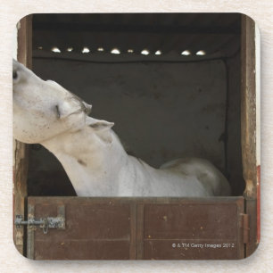 Posavasos Caballo gris en un establo