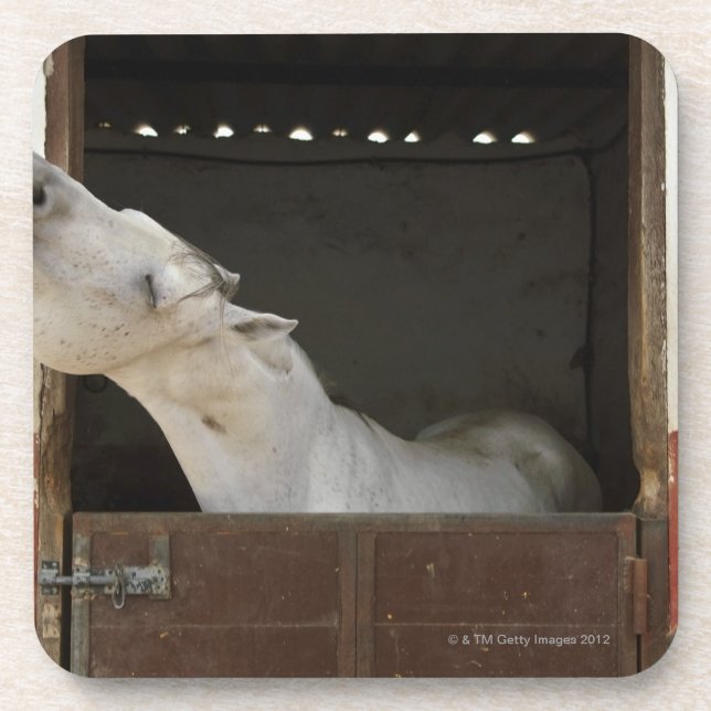 Posavasos Caballo gris en un establo (Frente)