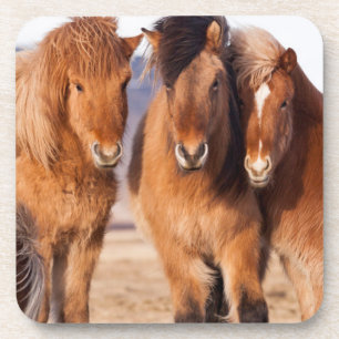 Posavasos Caballo islandés durante el invierno