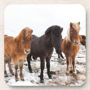 Posavasos Caballo islandés durante el invierno en Islandia