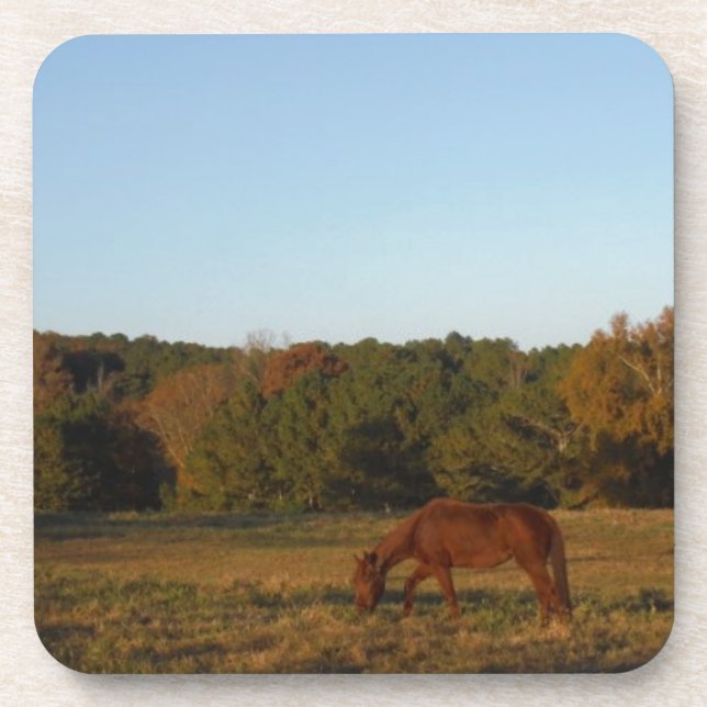 Posavasos Caballo marrón en el sol (Frente)
