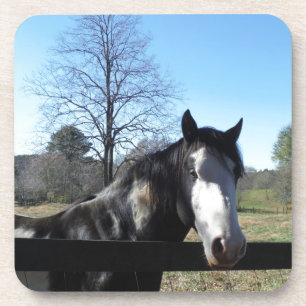 Posavasos Caballo marrón y blanco, caballo pintado, cielo az