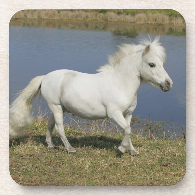 Posavasos Caballo miniatura que corre cerca del agua (Frente)