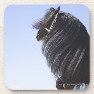 Posavasos caballo negro con la melena larga