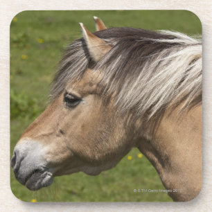 Posavasos Caballo noruego del fiordo