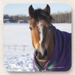 Posavasos Caballo que pasta en un campo nevado en Ekero