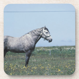 Posavasos Caballo que se coloca en campo