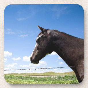 Posavasos Caballo que se coloca en la cerca en pasto