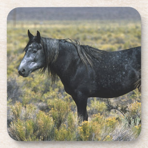 Posavasos Caballo salvaje del mustango en el desierto