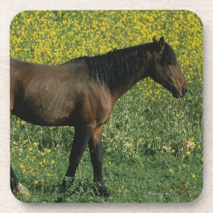 Posavasos Caballo salvaje del mustango que se coloca en