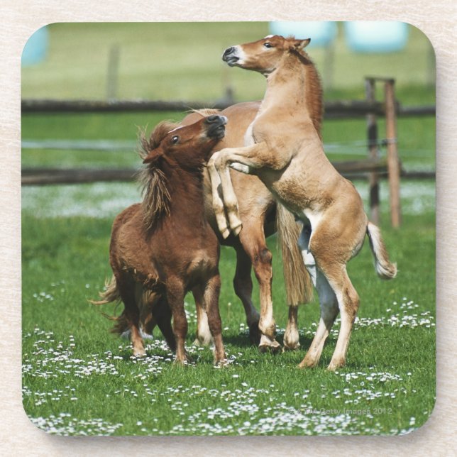 Posavasos Caballos 3 (Frente)