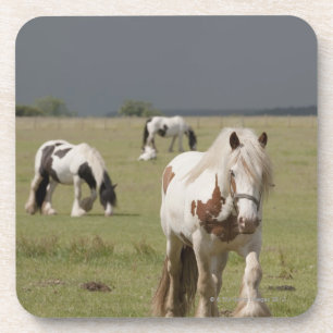 Posavasos Caballos de Clydesdale en un campo,