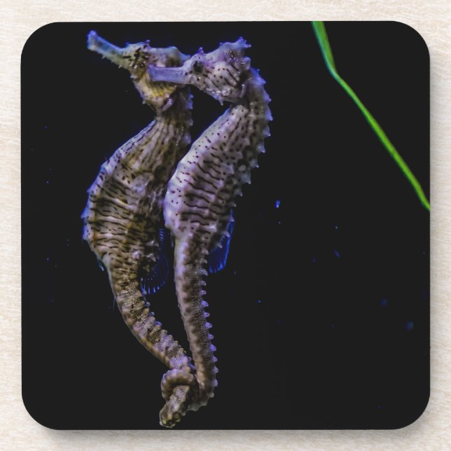 Posavasos Caballos de mar (Seahorses) (Frente)