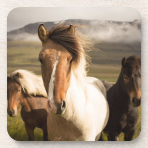 Posavasos Caballos en las Montañas Hermosos y Majestuosos