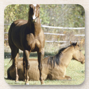 Posavasos Caballos en pasto