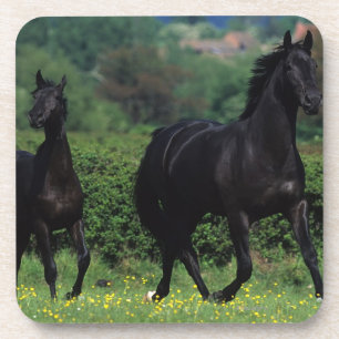 Posavasos Caballos excelentes en campo de flor
