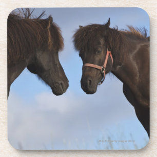 Posavasos Caballos islandeses que se hacen frente