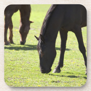 Posavasos Caballos que pastan 2