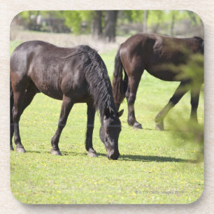 Posavasos caballos que pastan en una granja del caballo