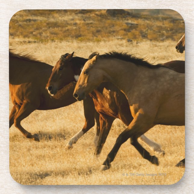 Posavasos Caballos salvajes (Frente)