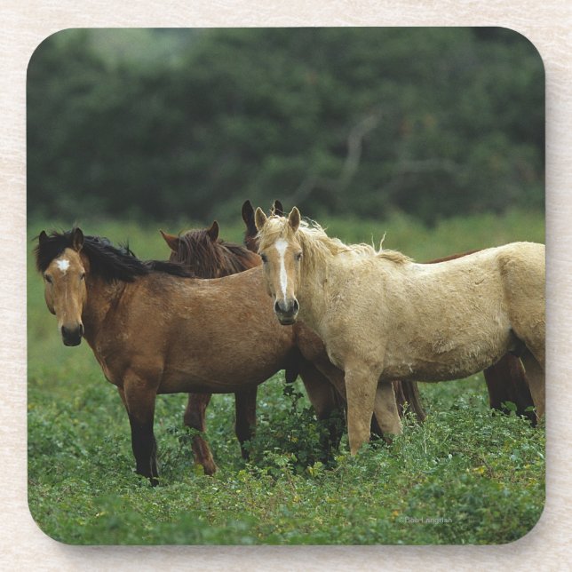 Posavasos Caballos salvajes 4 del mustango (Frente)