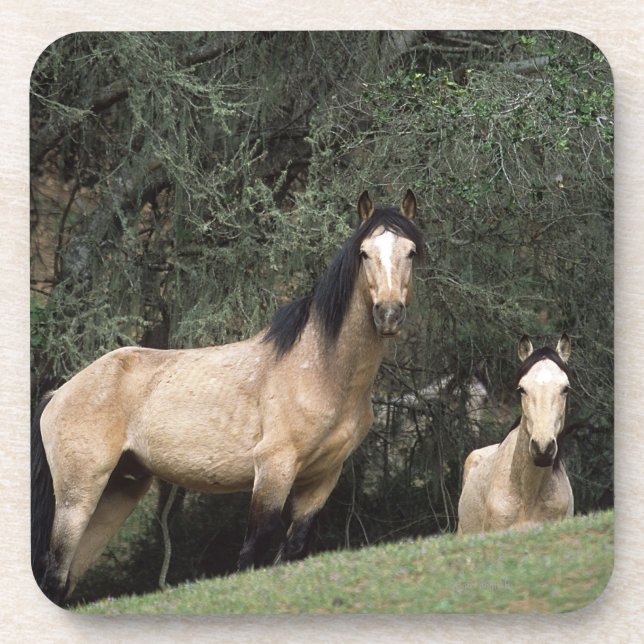 Posavasos Caballos salvajes 6 del mustango (Frente)