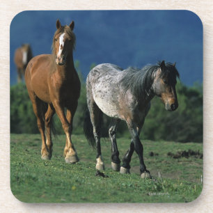 Posavasos Caballos salvajes del mustango