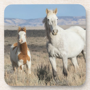 Posavasos Caballos Salvajes en Casa en la Cuenca de Sandwash