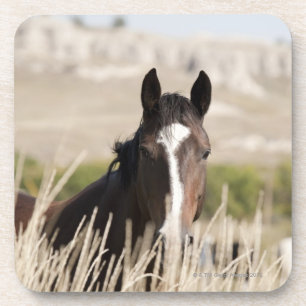 Posavasos Caballos salvajes en Dakota del Sur