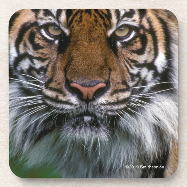Posavasos Cabeza y cara del tigre (Frente)