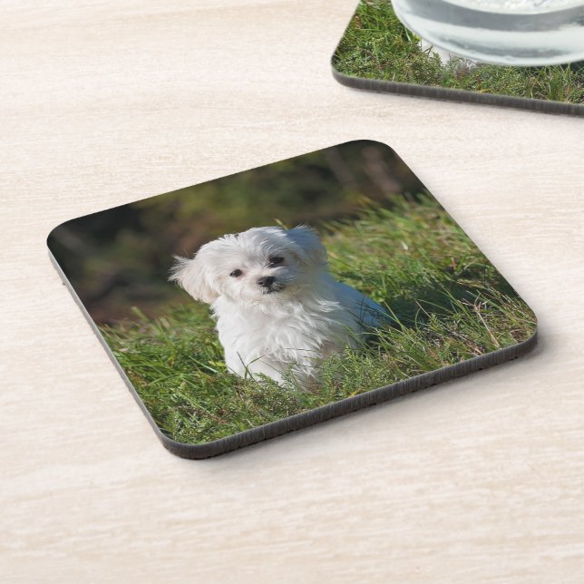 Posavasos Cachorro blanco lindo (Lado Izquierdo)