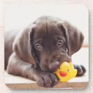 Posavasos Cachorro de chocolate con pato de juguete