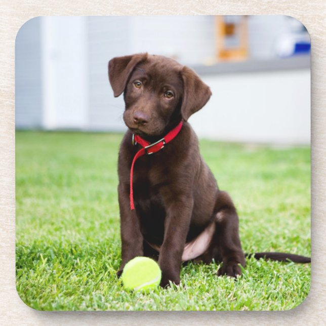 Posavasos Cachorro De Chocolate Labrador Con Pelota De Tenis (Frente)