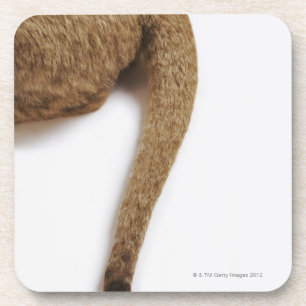 Posavasos Cachorro de león (Panthera leo) contra blanco