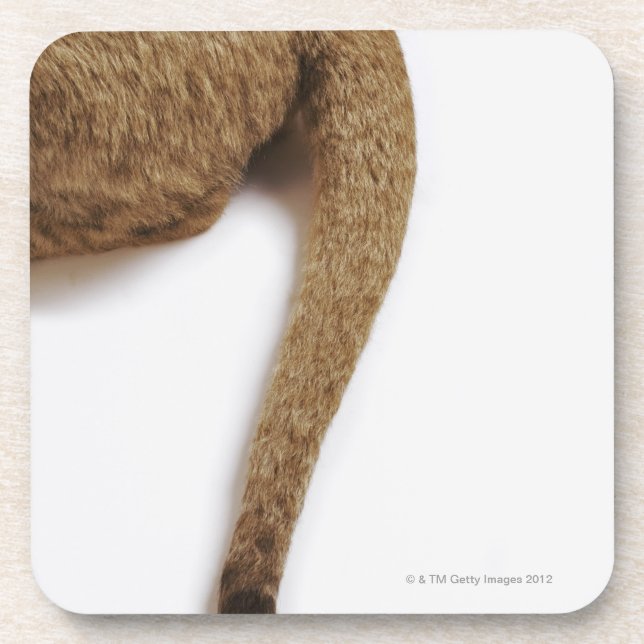 Posavasos Cachorro de león (Panthera leo) contra blanco (Frente)