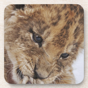 Posavasos Cachorro de león (Panthera leo) que lame la pata,