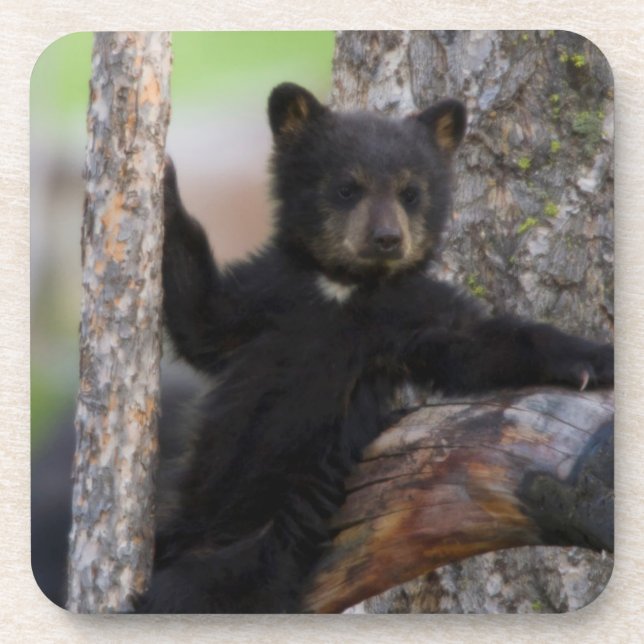Posavasos Cachorro de osos negros descansando (Frente)