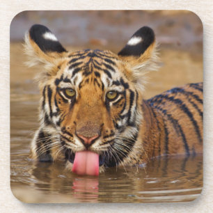 Posavasos Cachorro de Tigre de Bengala Real, bebiendo agua