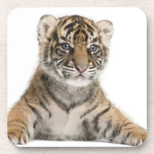 Posavasos Cachorro de tigre de Sumatran
