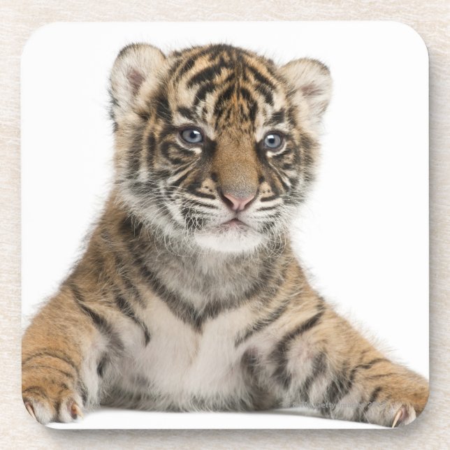 Posavasos Cachorro de tigre de Sumatran (Frente)