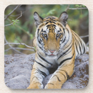 Posavasos Cachorro de tigre, parque nacional de Bandhavgarh,