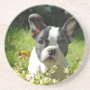 Posavasos Cachorro de toros negro y blanco francés