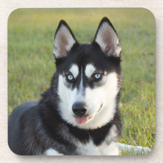 Posavasos Cachorro feliz y juguetón de Husky Siberiano