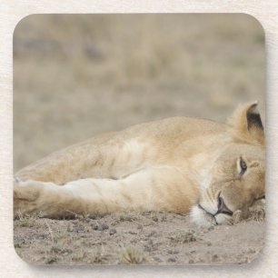 Posavasos Cachorro que descansa, juego del león (Panthera