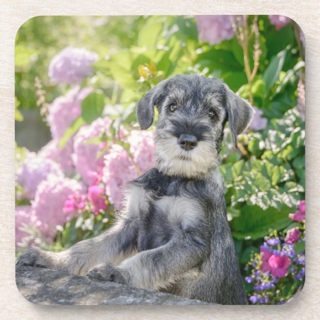 Posavasos Cachorro Schnauzer estándar en un jardín de flores (Frente)