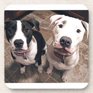 Posavasos cachorros adorables de pitbull perros